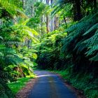 rainforest Tarra Bulga NP Victoria 1