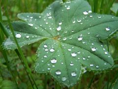 Rainforrest im Blackforrest