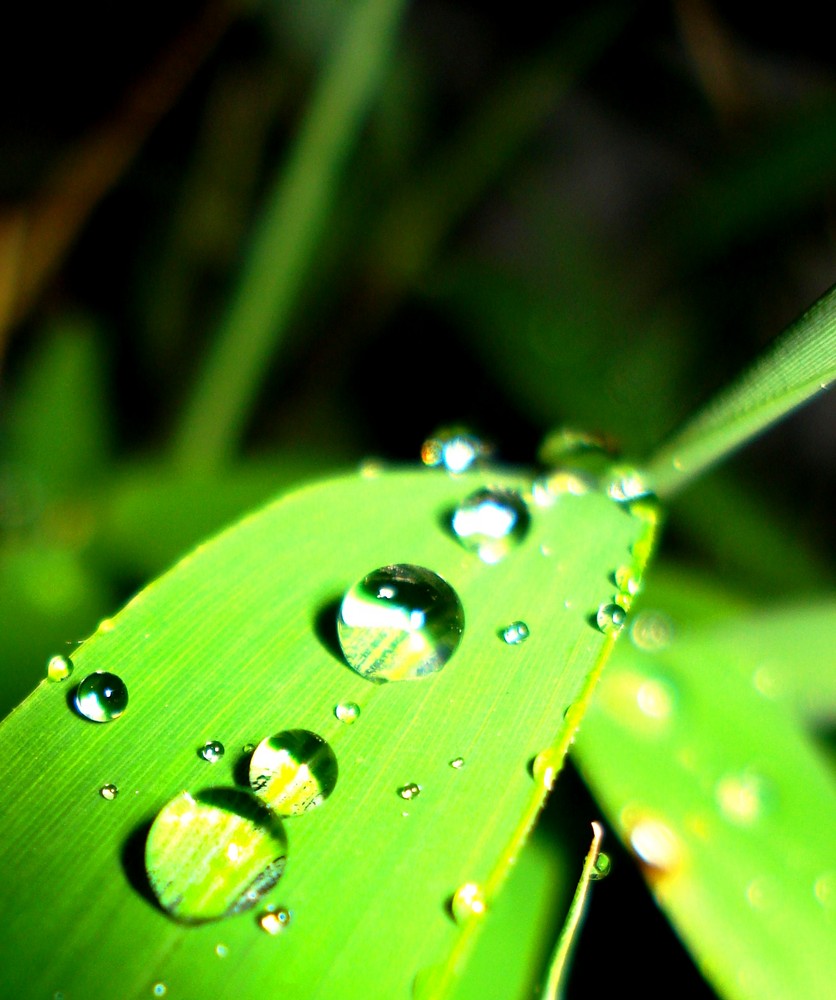 Raining on Bambu