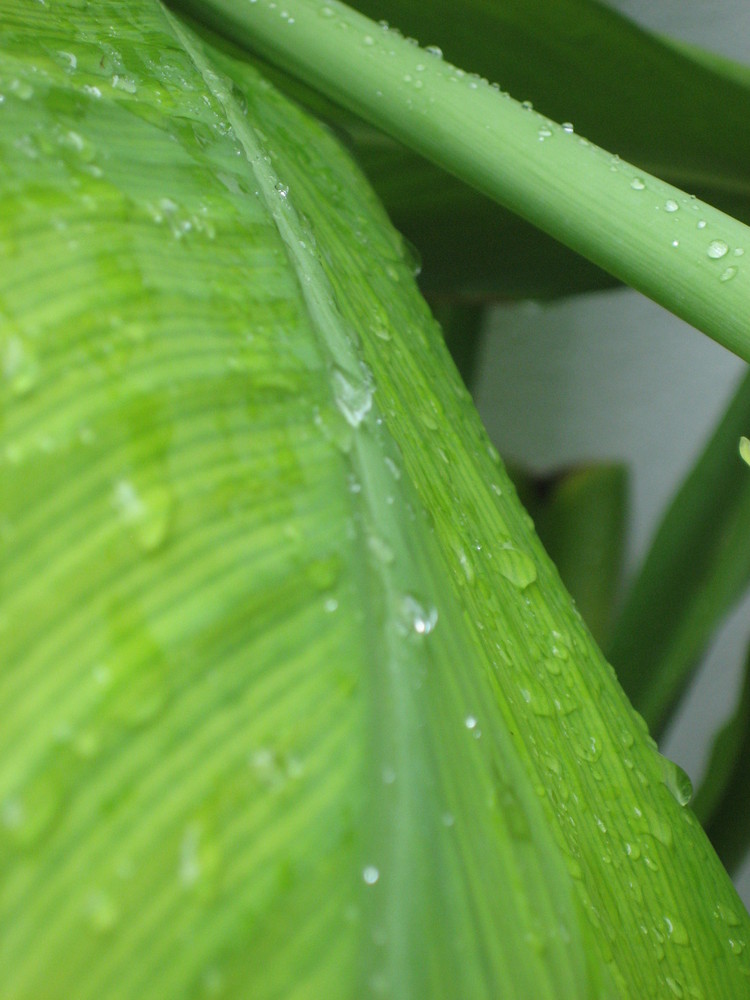 Raintrops keep falling on the leaves