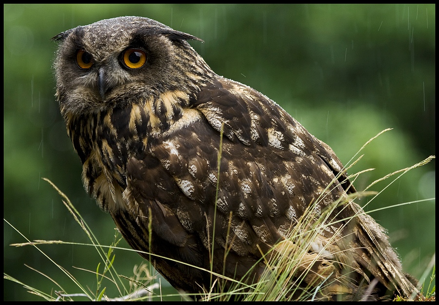 Rainy Bubo