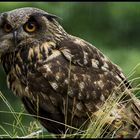 Rainy Bubo