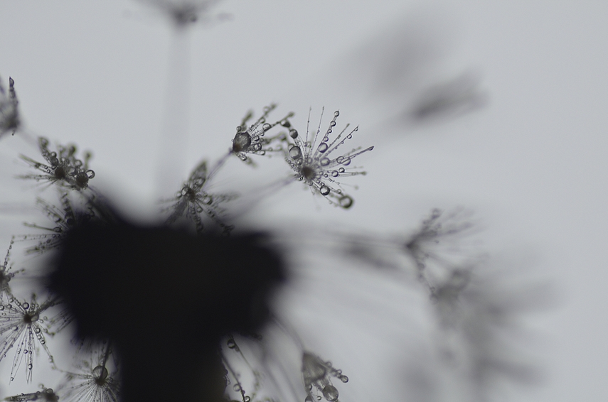 rainy  dandelion