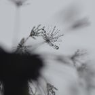 rainy  dandelion