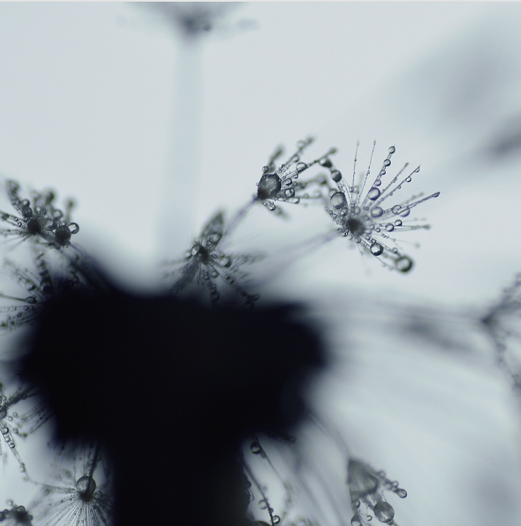 rainy dandelion, II