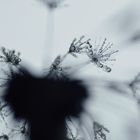 rainy dandelion, II
