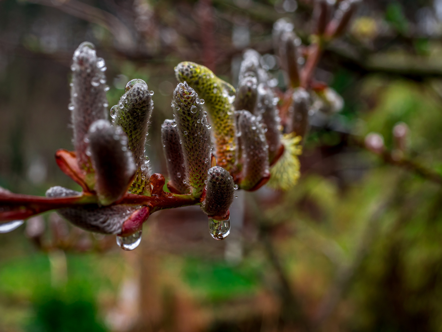 Rainy day