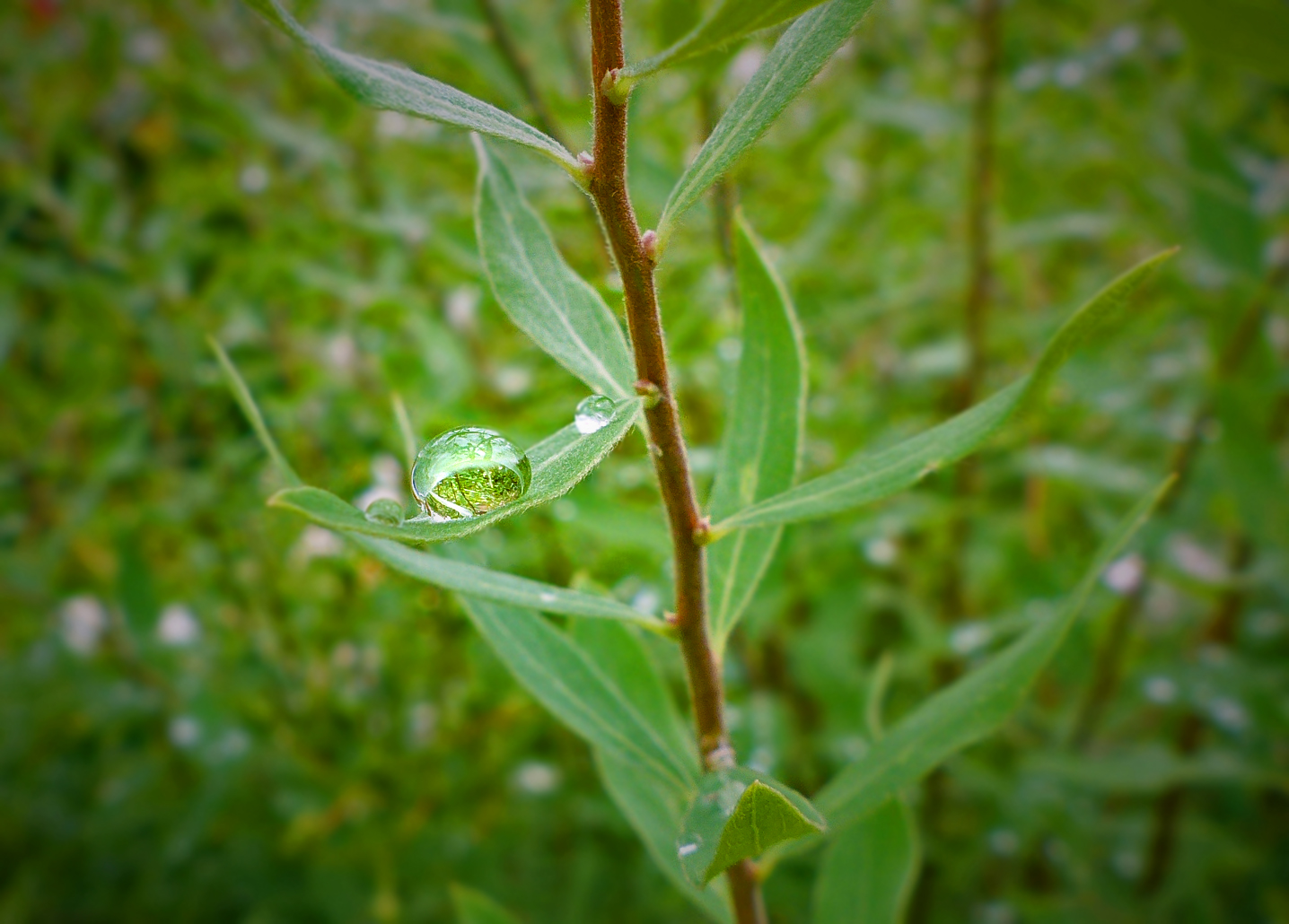 Rainy Day