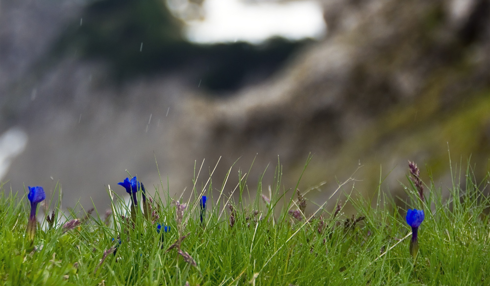 rainy day ::: flowers at the abyss