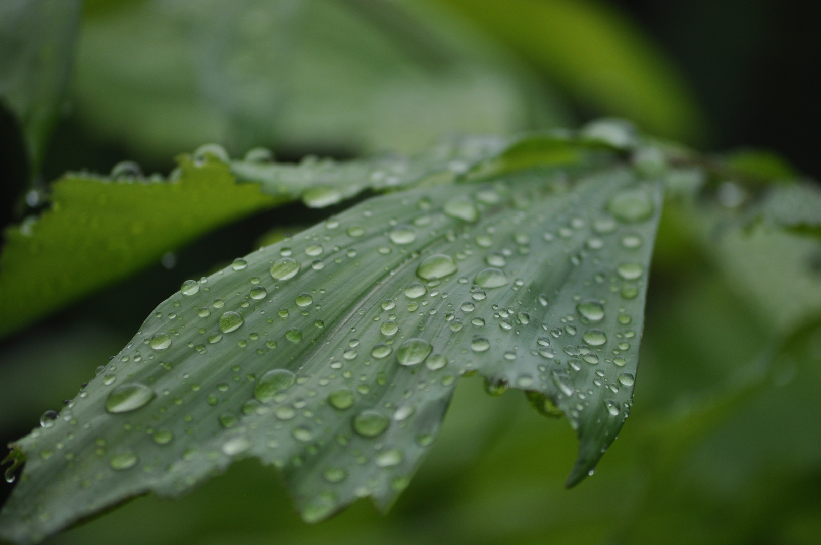 Rainy day in Oz