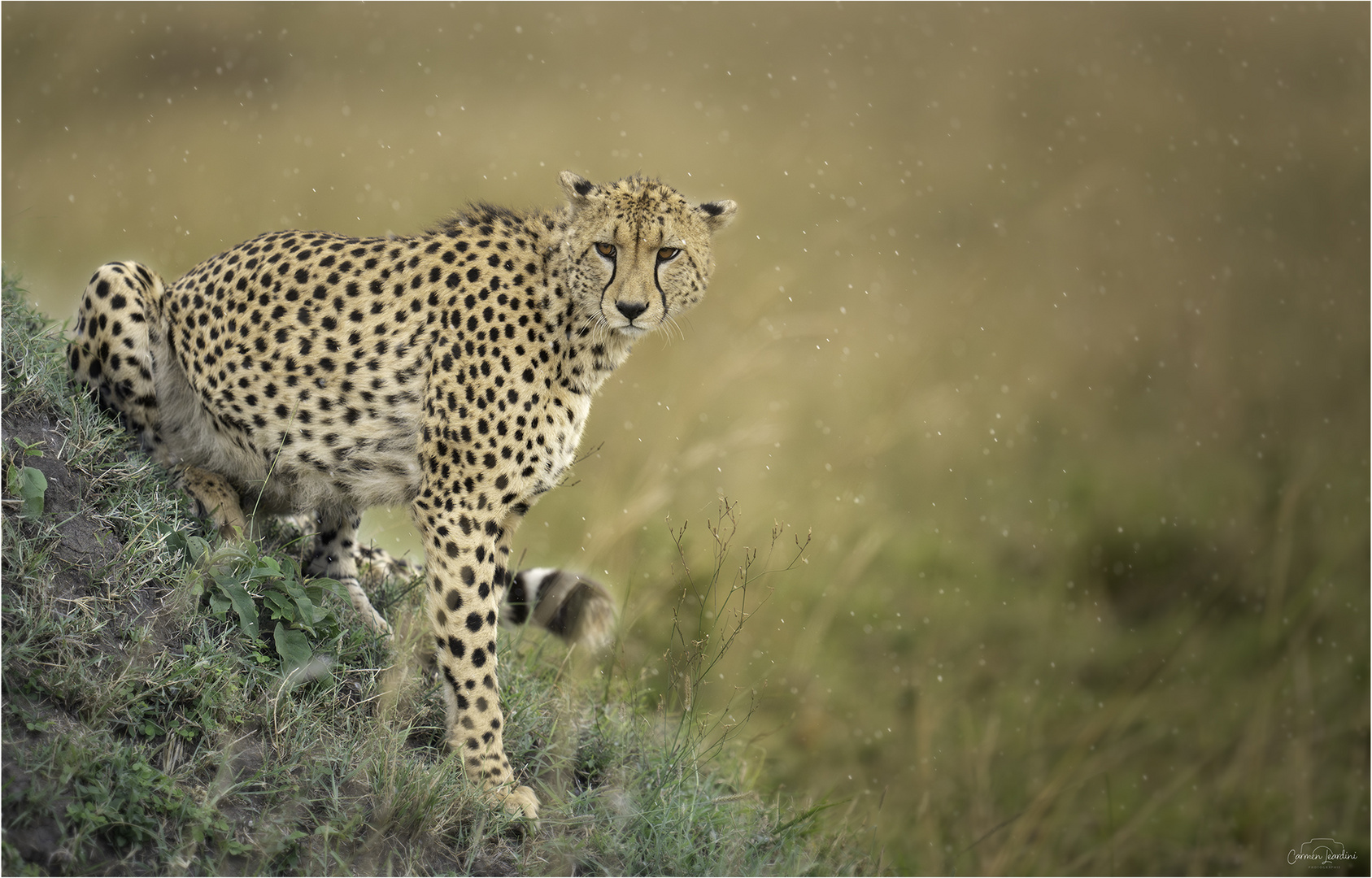 Rainy day in the Mara