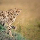 Rainy day in the Mara