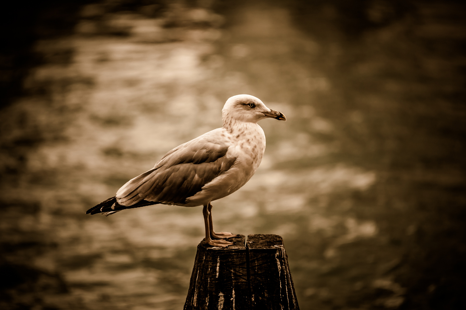 Rainy Day in Venice 5