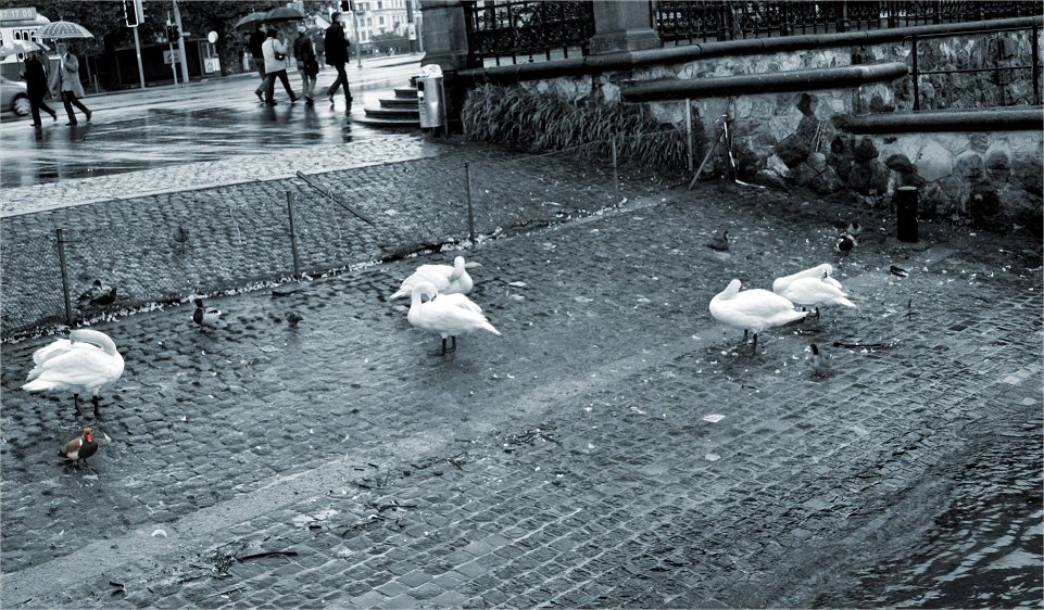 Rainy day in Zurich