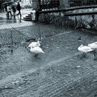 Rainy day in Zurich
