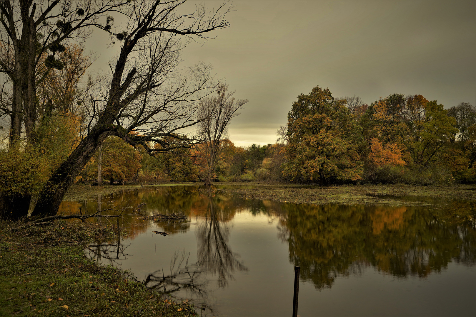 Rainy day swamp 6