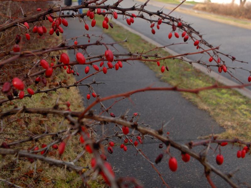 Rainy December day