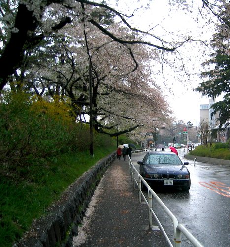 rainy flower pathway