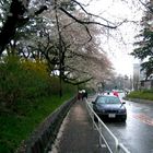 rainy flower pathway