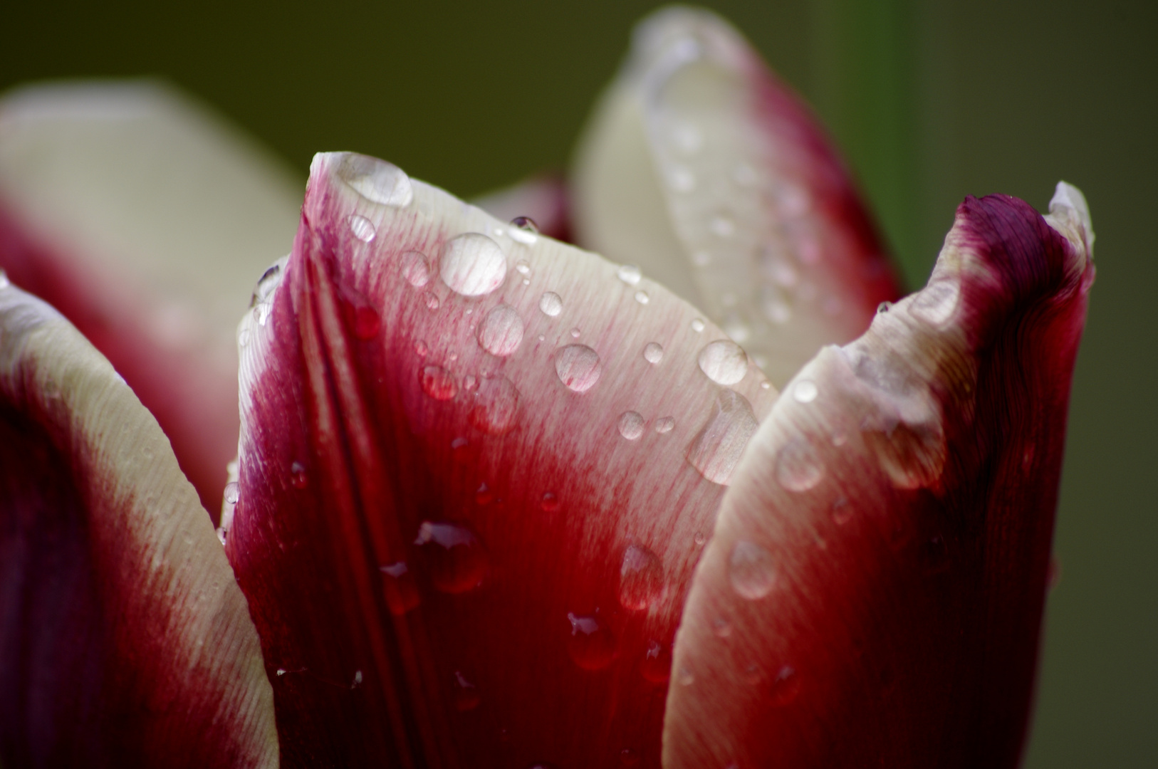 rainy flower1