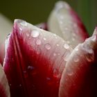 rainy flower1