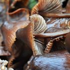 Rainy forest (1) - Fallen mushrooms 