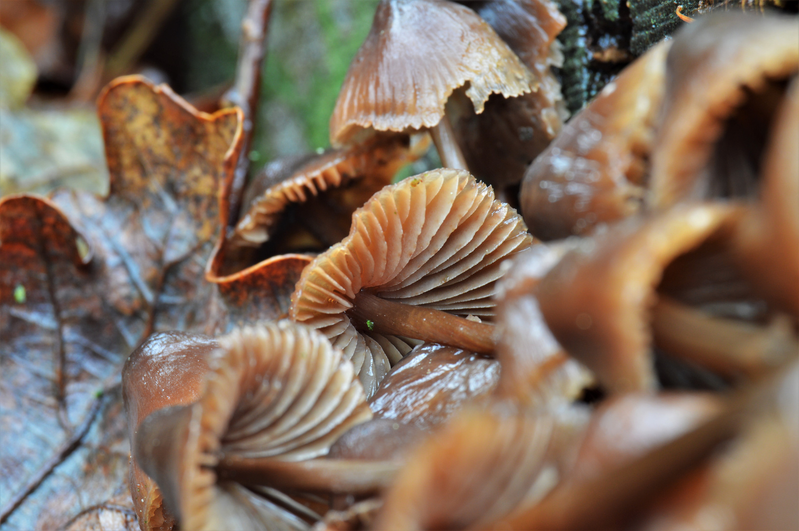 Rainy forest (2) - Fallen mushrooms 2