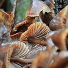 Rainy forest (2) - Fallen mushrooms 2