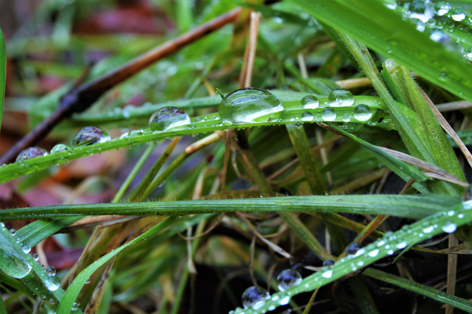 Rainy forest (3) - Waterdroplet marble run