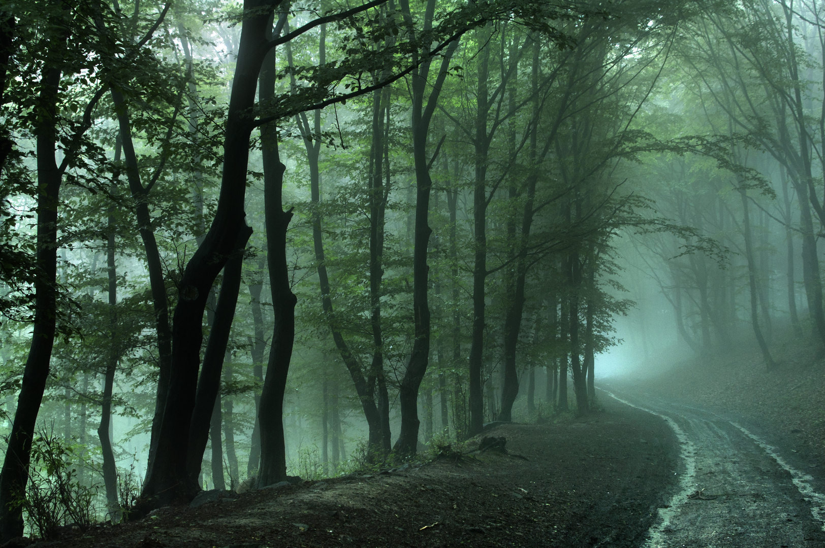 Rainy forrest road