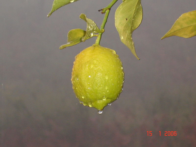 Rainy Lemon