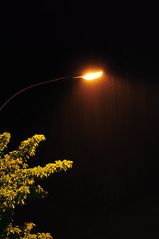 Rainy Light