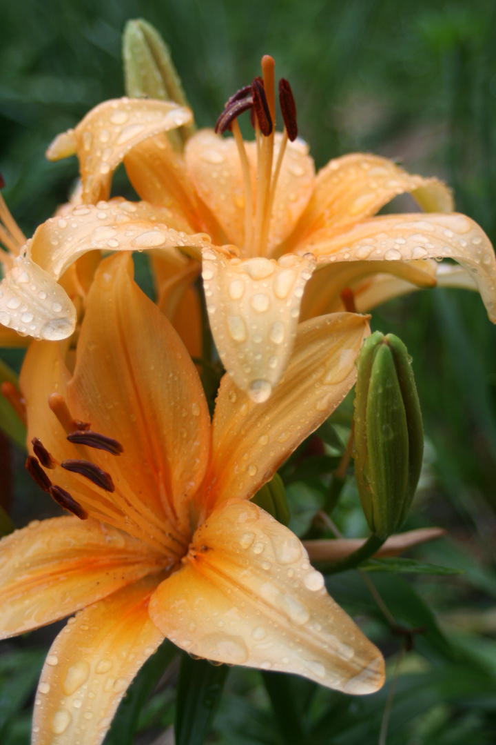 rainy lilly