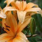 rainy lilly