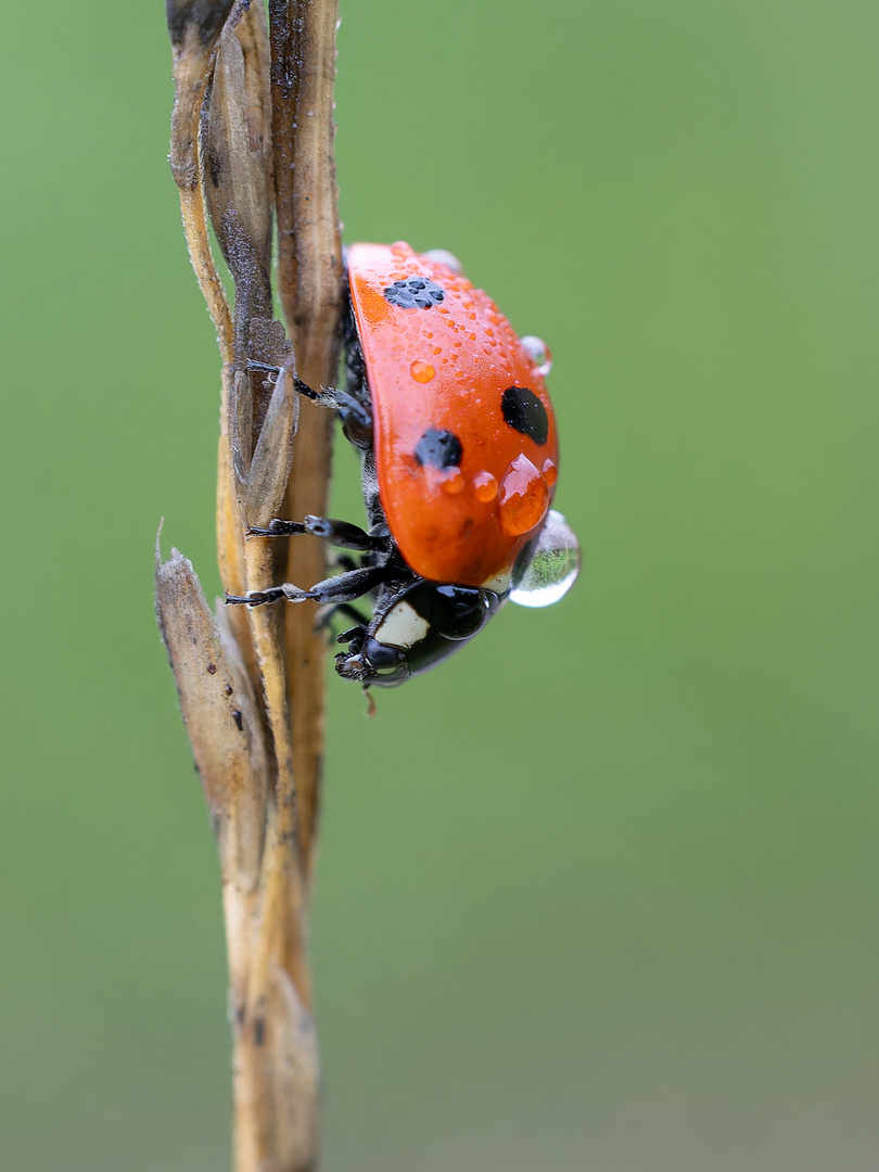 Rainy Morning