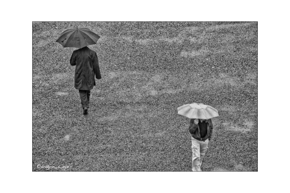 Rainy Path 