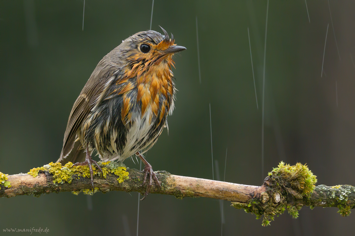 Rainy Robin