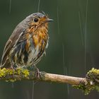 Rainy Robin