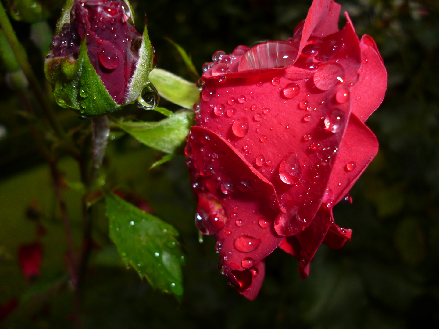 Rainy Rose