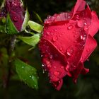 Rainy Rose