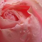 rainy rose #23 (KS-225)