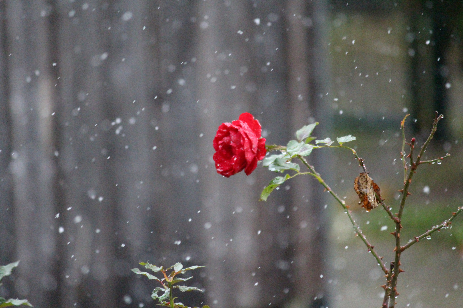 Rainy Rose