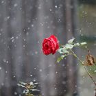 Rainy Rose