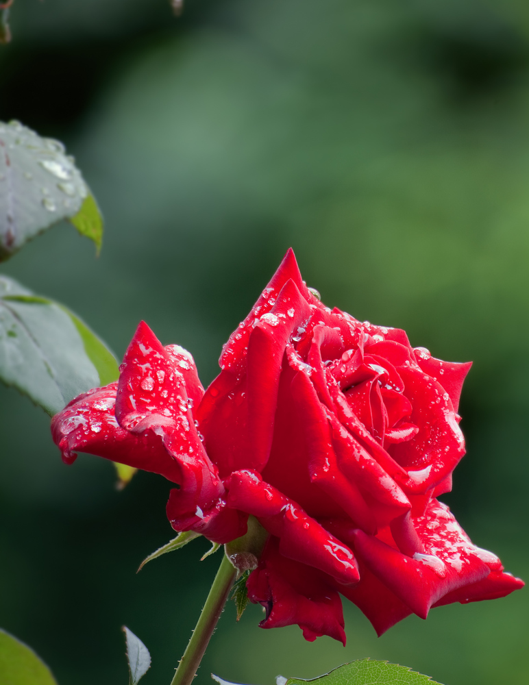 rainy rose