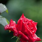 rainy rose