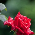 rainy rose