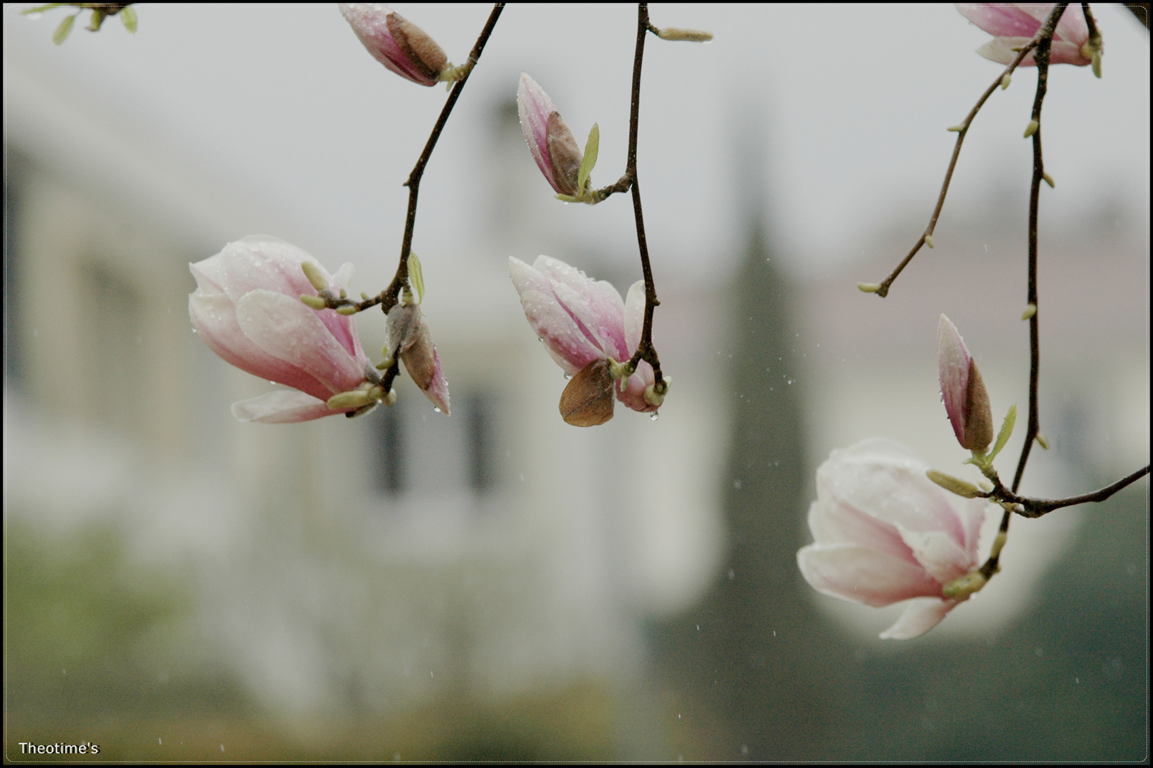 Rainy spring.