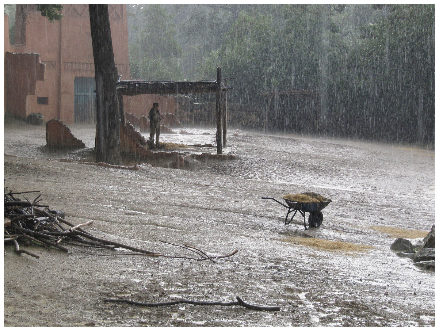 rainy Zoo Hannover - bei den Somali-Wildeseln