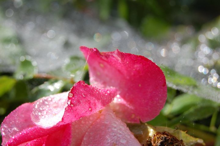 RainyRose