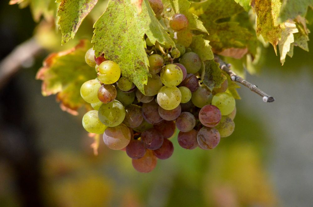 Raisin d 'automne photo et image nature, macro, raisin couleur